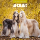 Afghans 2025 Square Wall Calendar - Book