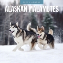 Alaskan Malamutes 2025 Square Wall Calendar - Book