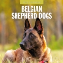 Belgian Shepherd Dogs 2025 Square Wall Calendar - Book