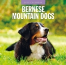 Bernese Mountain Dogs 2025 Square Wall Calendar - Book