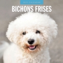 Bichons Frises 2025 Square Wall Calendar - Book