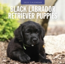 Black Labrador Retriever Puppies 2025 Square Wall Calendar - Book