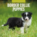 Border Collie Puppies 2025 Square Wall Calendar - Book