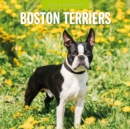 Boston Terriers 2025 Square Wall Calendar - Book