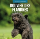 Bouvier des Flandres 2025 Square Wall Calendar - Book