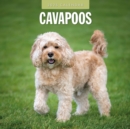 Cavapoos 2025 Square Wall Calendar - Book