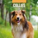 Collies 2025 Square Wall Calendar - Book