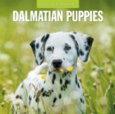 Dalmatian Puppies 2025 Square Wall Calendar - Book