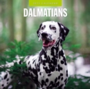 Dalmatians 2025 Square Wall Calendar - Book