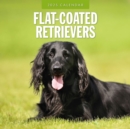 Flat Coated Retrievers 2025 Square Wall Calendar - Book