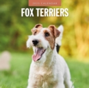 Fox Terriers 2025 Square Wall Calendar - Book