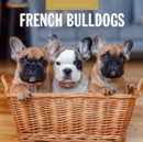 French Bulldogs 2025 Square Wall Calendar - Book