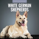 German Shepherd, White 2025 Square Wall Calendar - Book