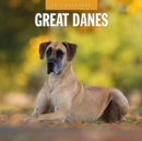 Great Danes 2025 Square Wall Calendar - Book