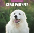 Great Pyrenees 2025 Square Wall Calendar - Book