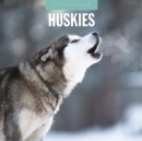 Huskies 2025 Square Wall Calendar - Book