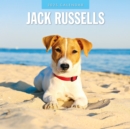 Jack Russells 2025 Square Wall Calendar - Book