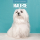 Maltese 2025 Square Wall Calendar - Book