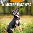 Minature Pinschers 2025 Square Wall Calendar - Book