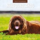 Newfoundlands 2025 Square Wall Calendar - Book