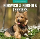 Norwich-/ Norfolk Terriers 2025 Square Wall Calendar - Book