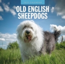 Old English Sheepdog 2025 Square Wall Calendar - Book