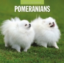 Pomeranians 2025 Square Wall Calendar - Book