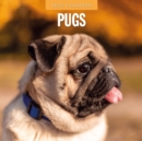 Pugs 2025 Square Wall Calendar - Book