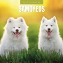 Samoyeds 2025 Square Wall Calendar - Book