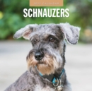 Schnauzer 2025 Square Wall Calendar - Book