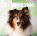 Shetland Sheepdogs 2025 Square Wall Calendar - Book