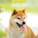 Shiba Inu 2025 Square Wall Calendar - Book