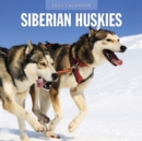 Siberian Huskies 2025 Square Wall Calendar - Book