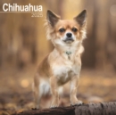 Chihuahua Calendar 2025 Square Dog Breed Wall Calendar - 16 Month - Book