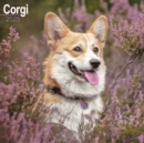 Corgi Calendar 2025 Square Dog Breed Wall Calendar - 16 Month - Book