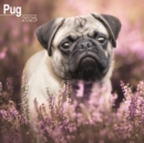 Pug Calendar 2025 Square Dog Breed Wall Calendar - 16 Month - Book