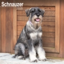 Schnauzer (Euro) Calendar 2025 Square Dog Breed Wall Calendar - 16 Month - Book