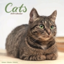 Cats Calendar 2025 Square Cat Wall Calendar - 16 Month - Book