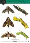Guide to the Hawkmoths of the British Isles - Book