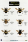 Bees of Britain - Book