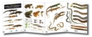 Guide to the Reptiles and Amphibians of Britain and Ireland - Book