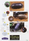 The Woodlouse Name Trail - Book