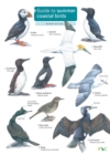 Guide to Summer Coastal Birds - Book