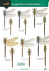Dragonflies and damselflies - Book