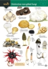 Distinctive non-gilled fungi - Book