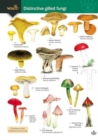 Distinctive gilled fungi - Book