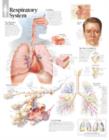 Respiratory System Laminated Poster - Book