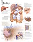 Liver Laminated Poster - Book