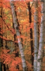 Fall Birches Blank Journal - Book