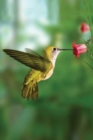 Hummingbird Blank Journal - Book